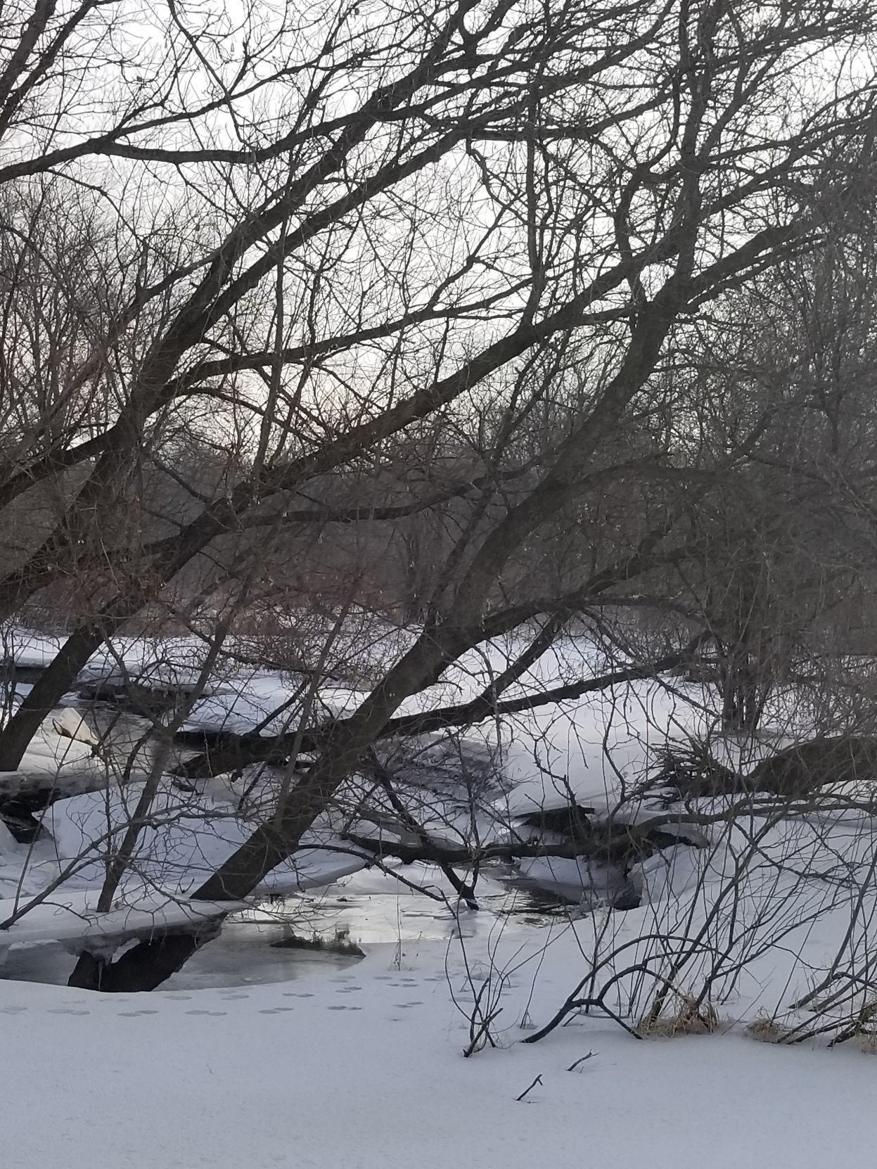 Winter scene